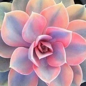 Meet your Posher, Glenda